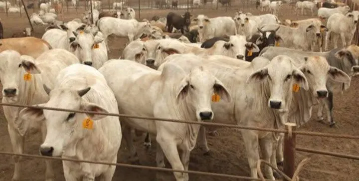 Ganaderos de Sinaloa apoyan la restricción de ganado de Centroamérica anunciado por Claudia Sheinbaum Ganaderos de Sinaloa apoyan la restricción de ganado de Centroamérica anunciado por Claudia Sheinbaum