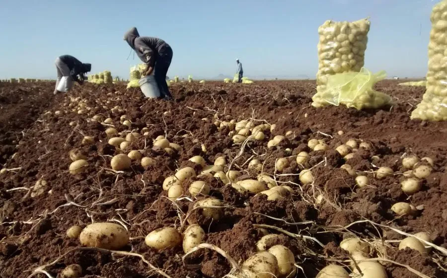 Autorregulación es clave para los productores de papa; no sembrar más de 17 mil hectáreas Autorregulación es clave para los productores de papa; no sembrar más de 17 mil hectáreas