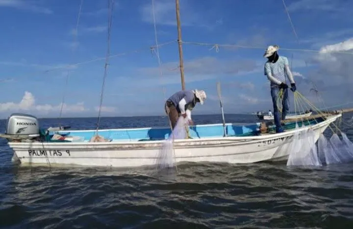 Pesca: Bajas capturas de camarón afectan al sector pesquero; saqueo le ha hecho mucho daño Pesca: Bajas capturas de camarón afectan al sector pesquero; saqueo le ha hecho mucho daño