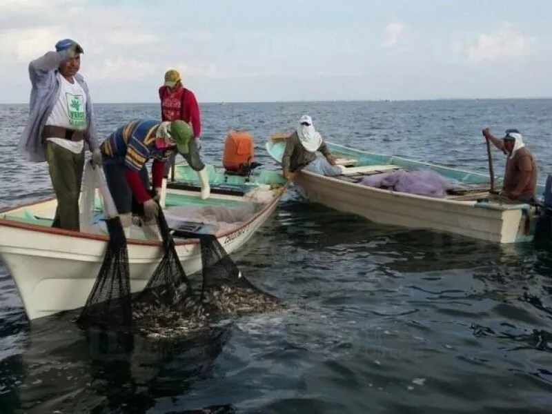 La espera terminó: Pescadores se preparan para la temporada de captura de camarón La espera terminó: Pescadores se preparan para la temporada de captura de camarón