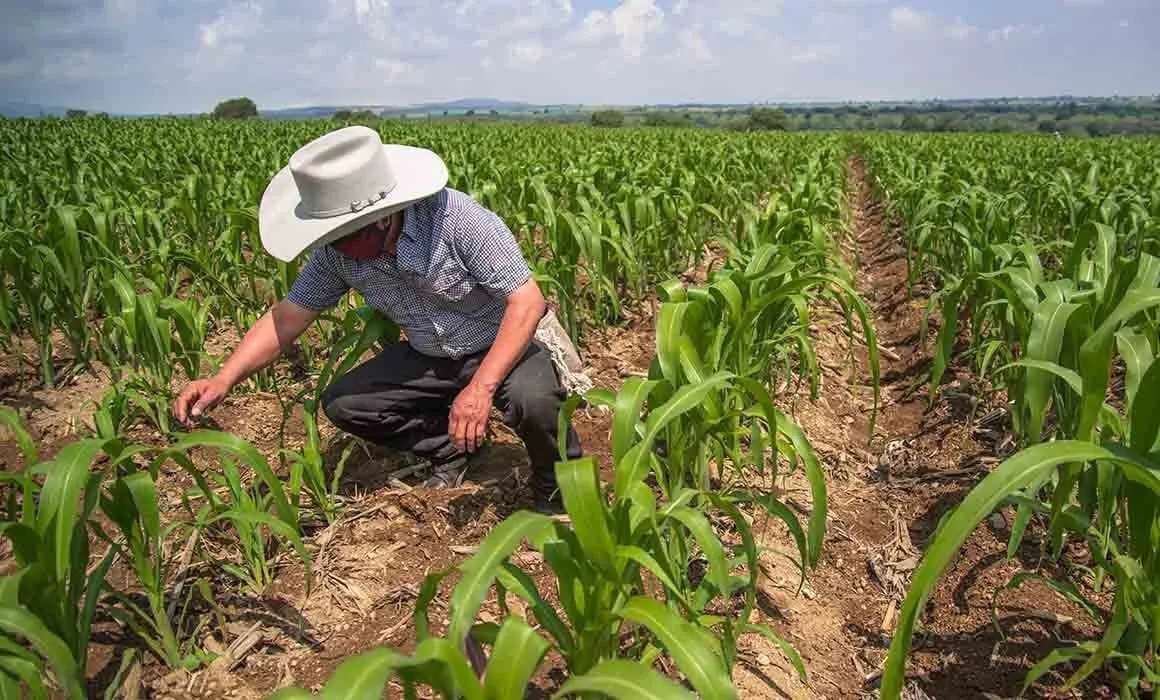 Gobierno de Sinaloa pone en marcha la campaña “Es por Sinaloa” y la agricultura del estado es parte del ella Gobierno de Sinaloa pone en marcha la campaña “Es por Sinaloa” y la agricultura del estado es parte del ella