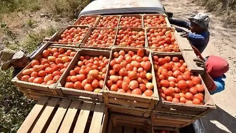 Sinaloa reduce superficie de tomate por aranceles de EU; se advierte un panorama complicado: CAADES Sinaloa reduce superficie de tomate por aranceles de EU; se advierte un panorama complicado: CAADES