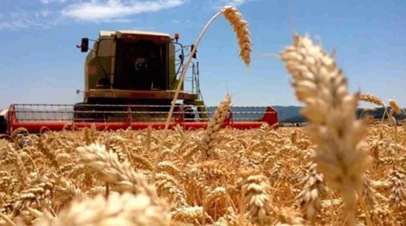 Productores de trigo expresan decepción por falta de fecha de apertura de ventanilla de registro Productores de trigo expresan decepción por falta de fecha de apertura de ventanilla de registro