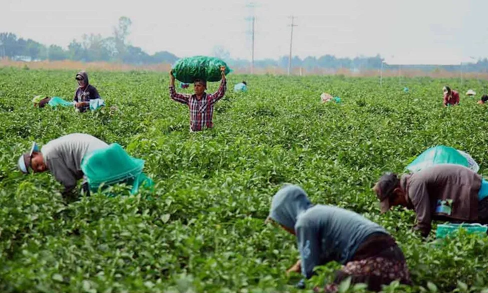 Atienden llamado transportistas de personal del campo; llevan a jornaleros foráneos a vacunar Atienden llamado transportistas de personal del campo; llevan a jornaleros foráneos a vacunar