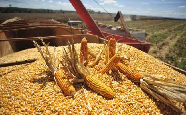 Sinaloa enfrenta un problema de producción de maíz por falta de incentivos; se necesita intervención federal Sinaloa enfrenta un problema de producción de maíz por falta de incentivos; se necesita intervención federal