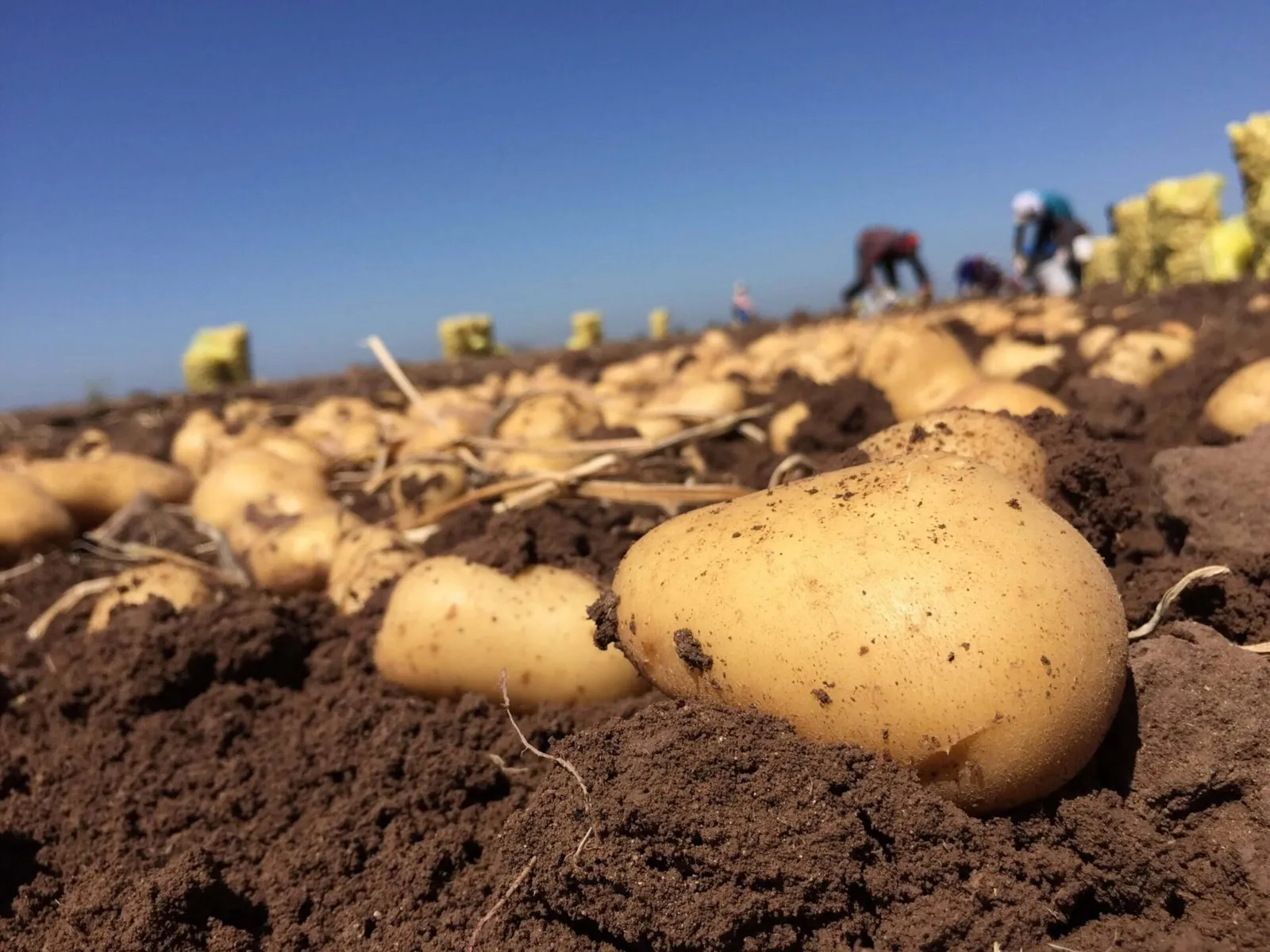 Se recomienda a productores de papa no exceder el limite de 15 mil hectáreas para evitar problemas Se recomienda a productores de papa no exceder el limite de 15 mil hectáreas para evitar problemas