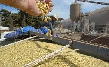 De no lograrse 30 pesos por kilogramo de frijol, podrían dejar de sembrarlo De no lograrse 30 pesos por kilogramo de frijol, podrían dejar de sembrarlo