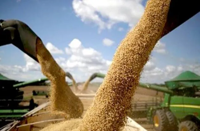 Baja el precio del maíz en el mercado internacional; afectará a productores: AARFS Baja el precio del maíz en el mercado internacional; afectará a productores: AARFS