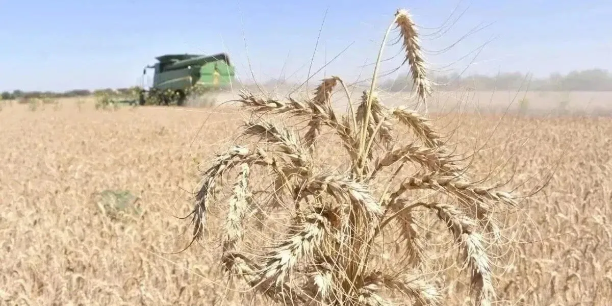 Productores apenas subsisten ante una agricultura que está en crisis Productores apenas subsisten ante una agricultura que está en crisis