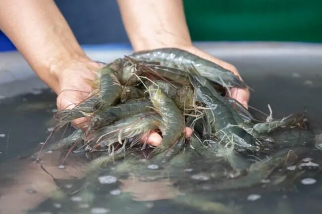 En la recta final, la producción de camarón está entre los 10 y 15 kilos en la zona norte: Secretaría de Pesca En la recta final, la producción de camarón está entre los 10 y 15 kilos en la zona norte: Secretaría de Pesca