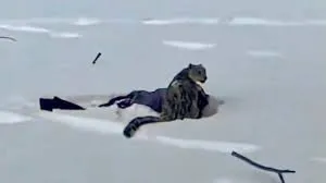 Ataque de leopardo de las nieves a esquiador en Xinjiang Ataque de leopardo de las nieves a esquiador en Xinjiang