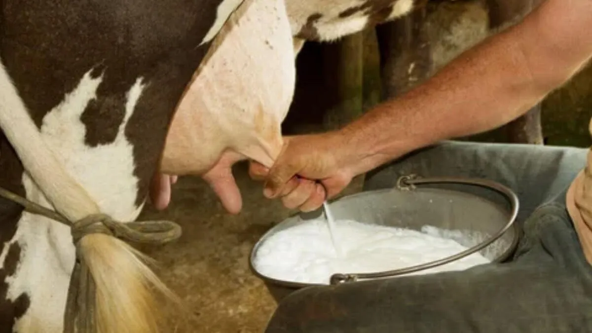 La introducción de leche en polvo golpea al sector ganadero de Ahome La introducción de leche en polvo golpea al sector ganadero de Ahome