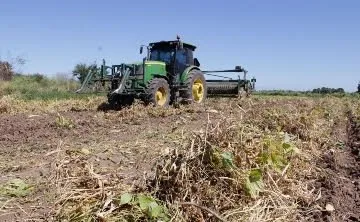 Producción de frijol se ve afectada por bajos rendimientos, amenaza la economía de los productores Producción de frijol se ve afectada por bajos rendimientos, amenaza la economía de los productores