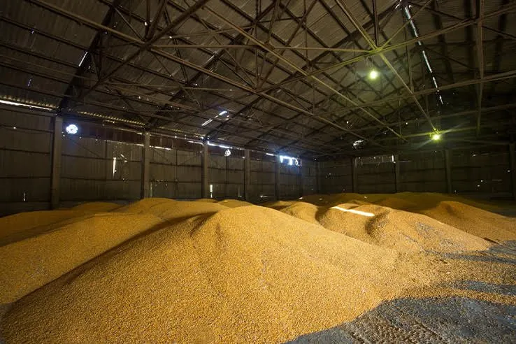 La propuesta de 64 dólares como base para el precio del maíz es desalentadora La propuesta de 64 dólares como base para el precio del maíz es desalentadora