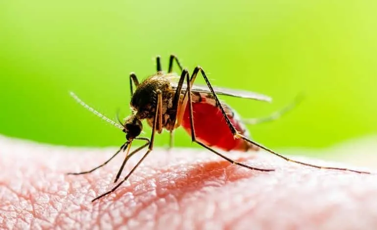 Aumento de casos de dengue en Ahome exige coordinación inmediata entre autoridades: César Gerardo Lugo Aumento de casos de dengue en Ahome exige coordinación inmediata entre autoridades: César Gerardo Lugo