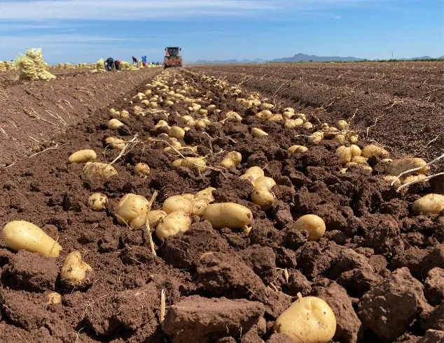 Productores de papa en espera de un impulso económico gracias al Mundial: CONPAPA Productores de papa en espera de un impulso económico gracias al Mundial: CONPAPA