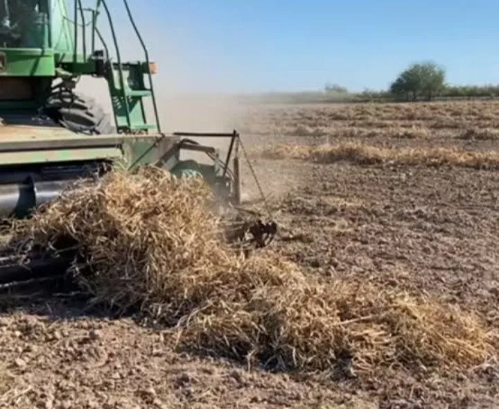 Trilla de frijol se generaliza: Va a la baja el precio Trilla de frijol se generaliza: Va a la baja el precio
