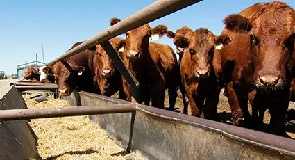 Ganadería sinaloense enfrenta retos clave: recuperar estatus zoosanitario Ganadería sinaloense enfrenta retos clave: recuperar estatus zoosanitario