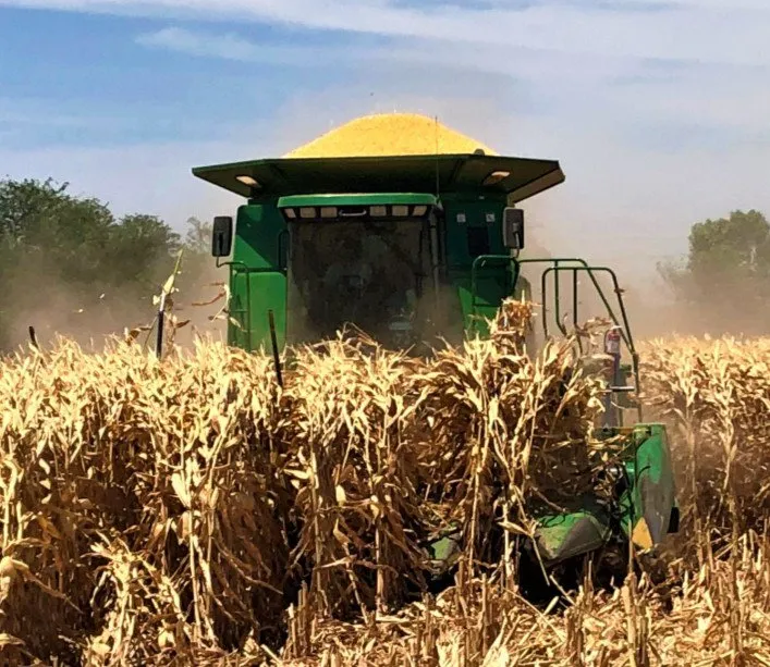 Sinaloa: se garantiza la compra del 70% de la producción de maíz Sinaloa: se garantiza la compra del 70% de la producción de maíz