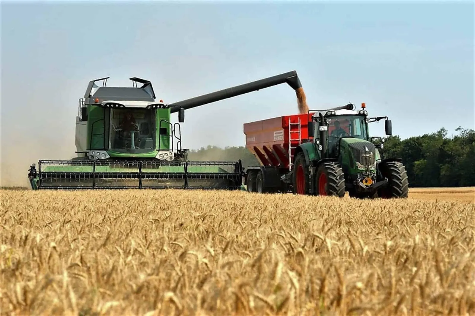 La cosecha de trigo en Sinaloa arranca con sobreproducción y riesgo de saturación en el mercado La cosecha de trigo en Sinaloa arranca con sobreproducción y riesgo de saturación en el mercado