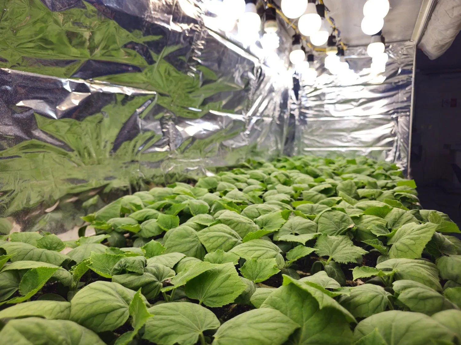 ¡Nuevas tecnologías! Con silicio y ácido acetilsalicílico, especialistas de la Facultad de Agronomía de la UAS impulsan una agricultura de bajo impacto ambiental ¡Nuevas tecnologías! Con silicio y ácido acetilsalicílico, especialistas de la Facultad de Agronomía de la UAS impulsan una agricultura de bajo impacto ambiental