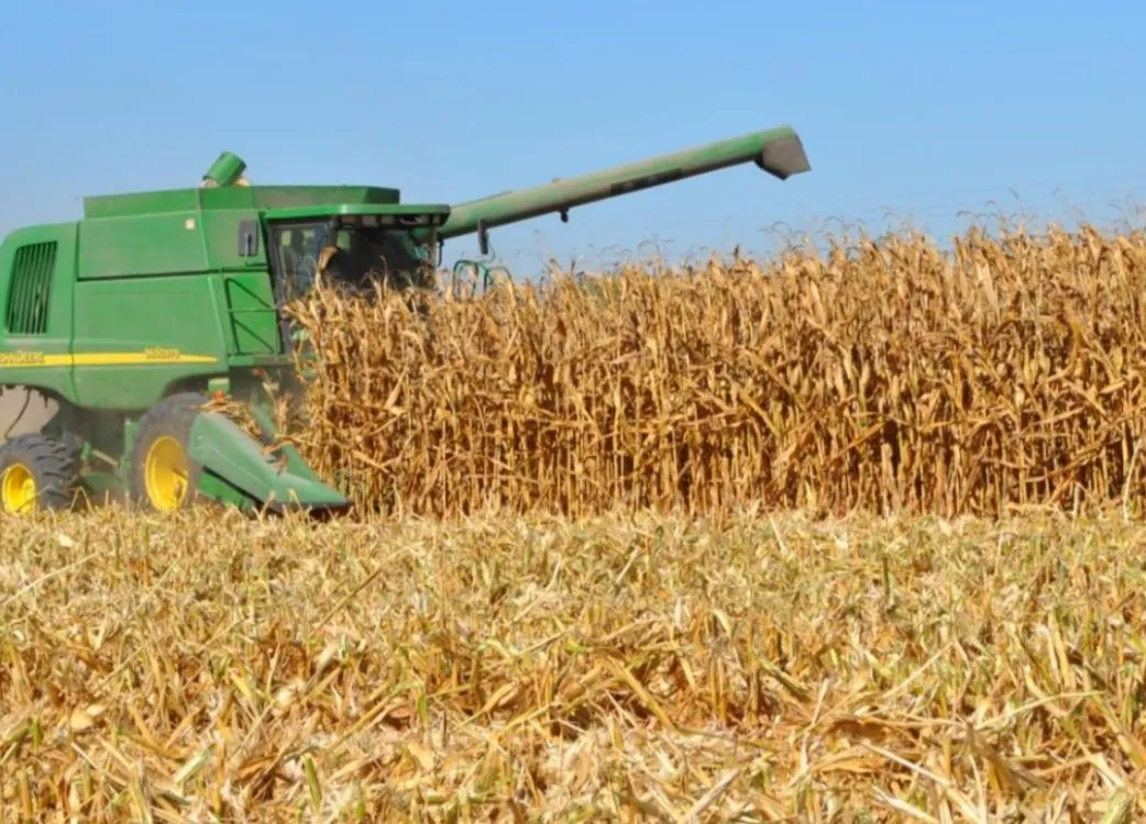 Informa secretario de Agricultura de Sinaloa apertura de ventanillas para el apoyo a la comercialización de maíz blanco 2025-2026 Informa secretario de Agricultura de Sinaloa apertura de ventanillas para el apoyo a la comercialización de maíz blanco 2025-2026