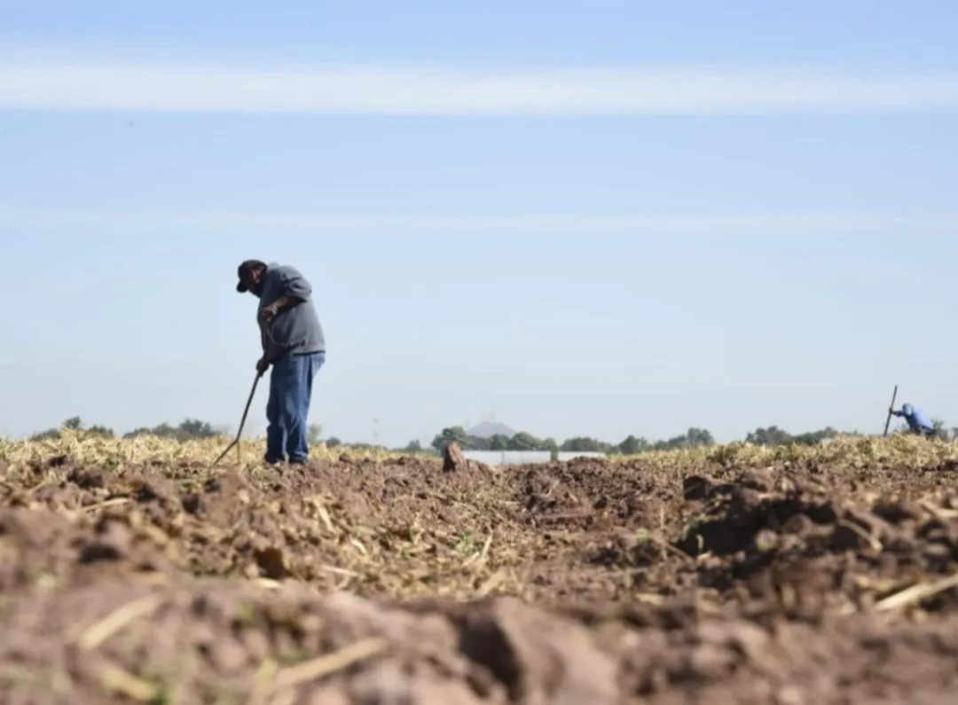 Entre la esperanza y la sequía: Temporaleros de El Fuerte y Choix siembran con fé este 2026 Entre la esperanza y la sequía: Temporaleros de El Fuerte y Choix siembran con fé este 2026