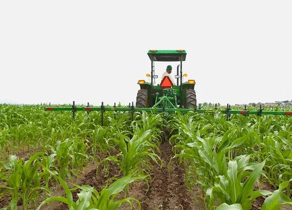 Aunque no alcanza, pagan: Productores de Ahome cumplen créditos y ya piensan en otoño- invierno Aunque no alcanza, pagan: Productores de Ahome cumplen créditos y ya piensan en otoño- invierno
