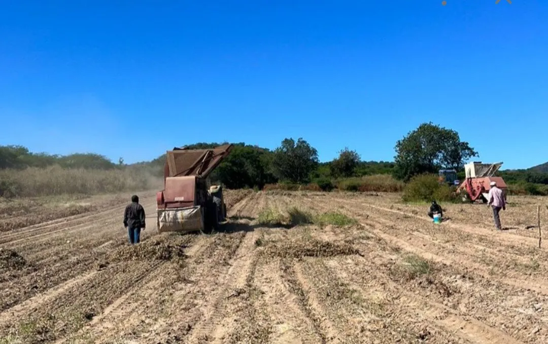 Choix, en el olvido: temporaleros siembran a ciegas y con la mitad de tierra Choix, en el olvido: temporaleros siembran a ciegas y con la mitad de tierra