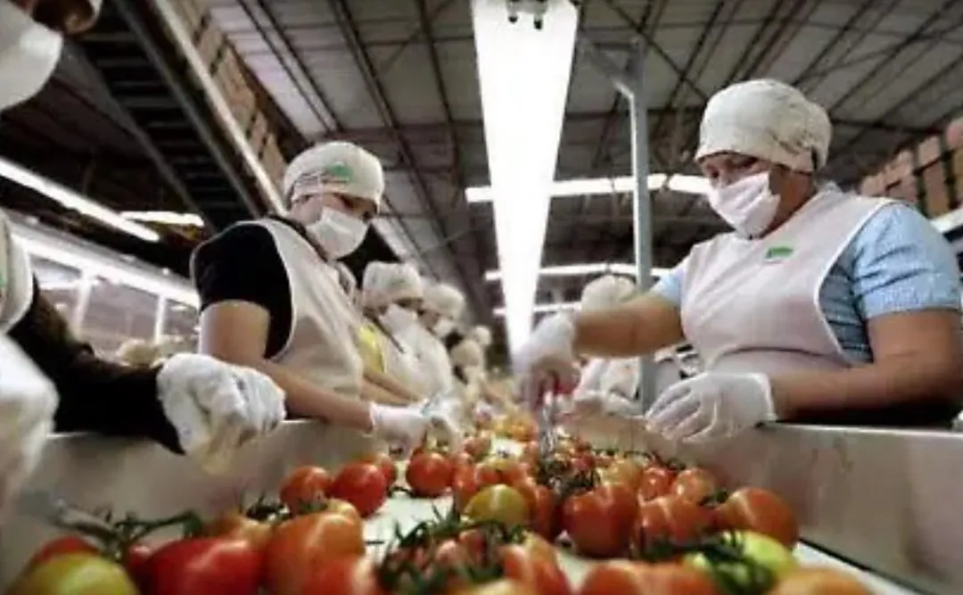 Sinaloa entre luces y sombras: Repunta el PIB pero cae el empleo formal, agro y exportaciones, los más golpeados Sinaloa entre luces y sombras: Repunta el PIB pero cae el empleo formal, agro y exportaciones, los más golpeados