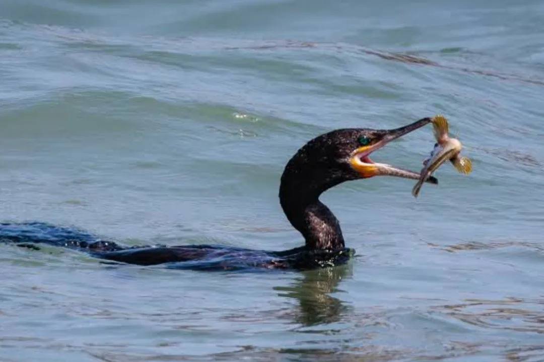 ¡Se comen todo! Plaga de patos buzos devora la presa de Eustaquio Buelna y los pescadores lanzan SOS: ” Van acabar con los peces” ¡Se comen todo! Plaga de patos buzos devora la presa de Eustaquio Buelna y los pescadores lanzan SOS: ” Van acabar con los peces”