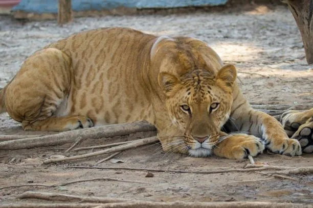 De la fantasía a la realidad: Hallan un ejemplar de ligre, el felino más grande del mundo, en un predio de Tamaulipas De la fantasía a la realidad: Hallan un ejemplar de ligre, el felino más grande del mundo, en un predio de Tamaulipas