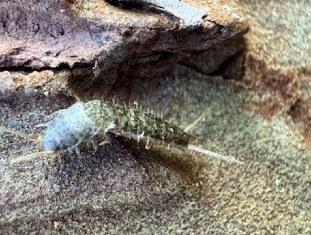 Descubren investigadores de la UAS una nueva especie de microartrópodo en la sierra de Surutato, hallazgo que rompe un siglo sin nuevos registros de este género en América Descubren investigadores de la UAS una nueva especie de microartrópodo en la sierra de Surutato, hallazgo que rompe un siglo sin nuevos registros de este género en América