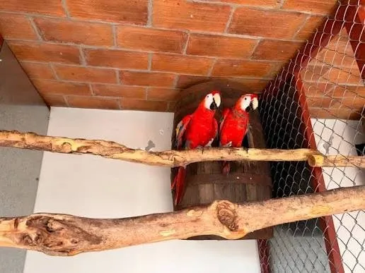 Contundente golpe al tráfico de fauna: Aseguran más de 250 aves exóticas y protegidas en un domicilio de Mazatlán Contundente golpe al tráfico de fauna: Aseguran más de 250 aves exóticas y protegidas en un domicilio de Mazatlán
