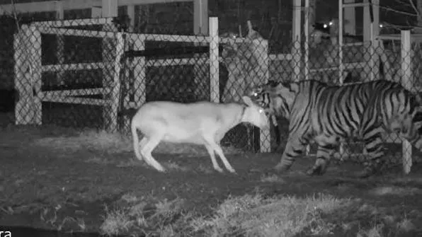 Fin de la alerta en Jalisco: Capturan con éxito a tigre de bengala tras varios días de intensa búsqueda en zonas rurales Fin de la alerta en Jalisco: Capturan con éxito a tigre de bengala tras varios días de intensa búsqueda en zonas rurales