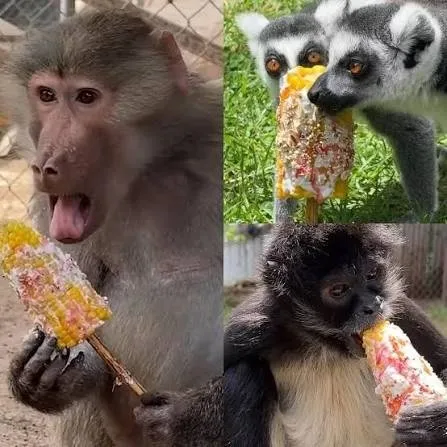 ¡Festejo patrio muy al estilo mexicano!: Primates del Zoológico de Morelia celebran con elotes preparados y piñatas ¡Festejo patrio muy al estilo mexicano!: Primates del Zoológico de Morelia celebran con elotes preparados y piñatas