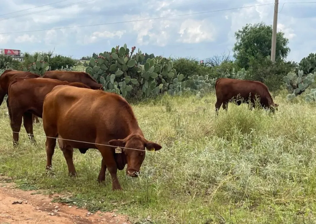 Lluvias salvan al ganadero en Ahome: hay forraje, animales engordan y el kilo llega a 76 pesos Lluvias salvan al ganadero en Ahome: hay forraje, animales engordan y el kilo llega a 76 pesos